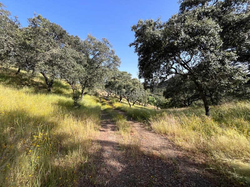 Foto 2ee1f0ce-b683-4e7e-93ef-8472b1c96e2a. Fondo rustico in Aracena