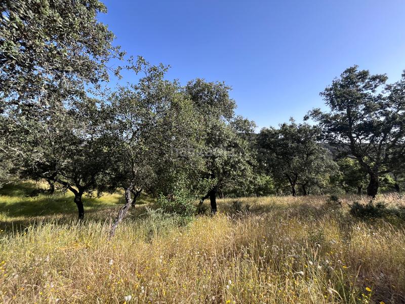 Foto 7b6329b5-cf14-4694-ae0c-1f102b748499. Fondo rustico in Aracena