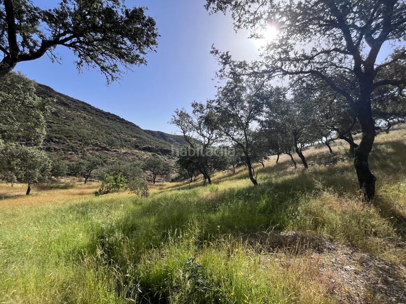 Foto 9dee4297-59c7-4819-a900-46b3e357c2b2. Fondo rustico in Aracena