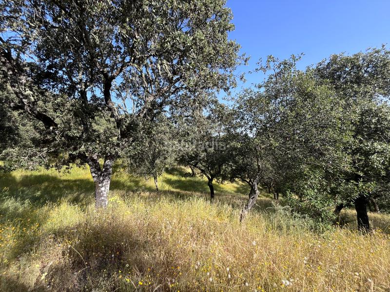 Foto e7335f72-f919-436b-aa9b-ebd720f6cda7. Fondo rustico in Aracena