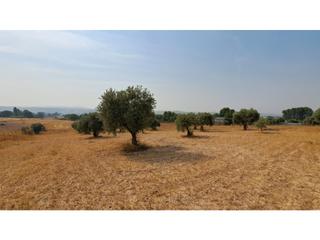 Terreno residencial  N/a. Olivar junto a carretera m313