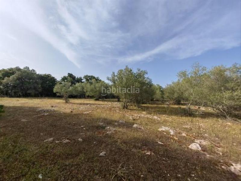 Foto 26f8301c-7f49-4e78-bb78-a23ae6163848. Terreny residencial a Costitx