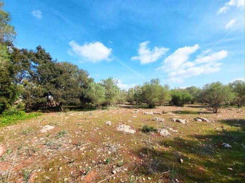 Foto 4c479138-68b0-453b-bf9c-3a5ddd0b86a7. Terreny residencial a Costitx
