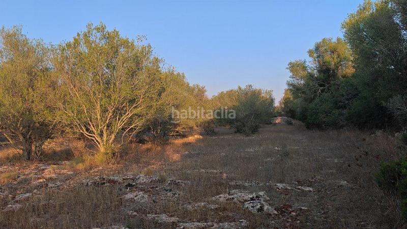 Foto 66e8d125-a8b2-4489-aeba-ac7b69d0c1d9. Terreny residencial a Costitx