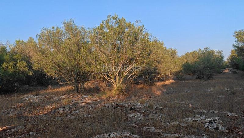 Foto b2c25ceb-862e-4e0d-8e25-3f749d7dcb79. Terreny residencial a Costitx