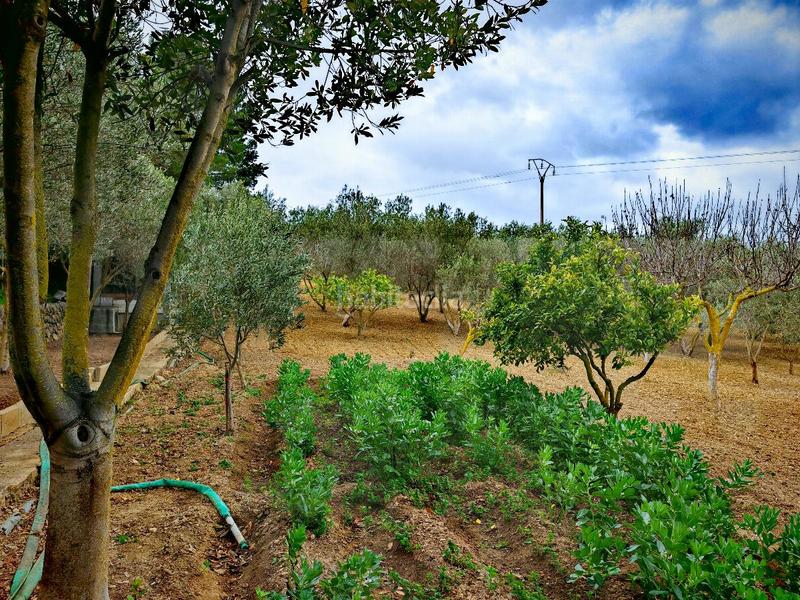 Foto 90406076-d86c-4e69-8821-20e75de3310b. Casa in Calvià poble Calvià