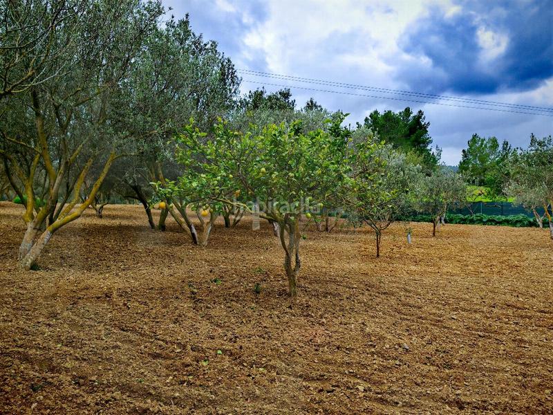 Foto e573a728-187b-4a7d-8960-a6f9ac4a059f. Casa in Calvià poble Calvià