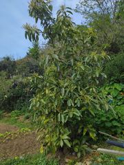 Finca rústica a Zierbena