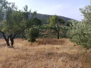 Finca rústica a Cogollos de la Vega. Magnífico suelo a minutos del pueblo.