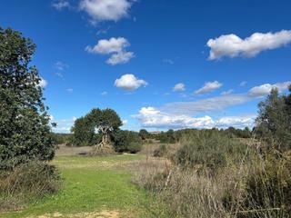 Terreny residencial a Felanitx Poble. Solar mallorca 23.237 m solar edificable en son mesquida con vis