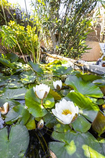 Foto b759be9f-20ab-4593-9b79-6de6d4555039. Casa con riscaldamento parcheggio in El Toro Calvià