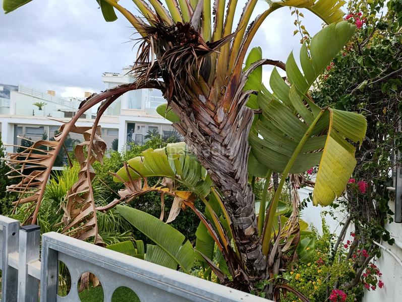 Foto 4f7cdb51-51d3-4380-b951-3ffac7e80dc0. Casa adossada a carrer dafne 3 a Las Rotas / Les Rotes Dénia