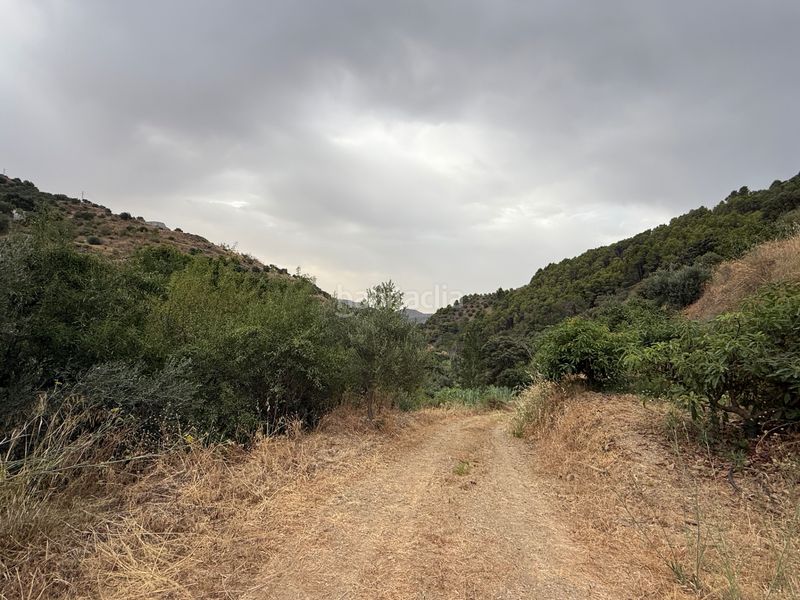 Foto a1205c0e-9a51-4c3b-8b83-e12025a17315. Finca rústica a camino río seco 9 a Almuñecar centro Almuñécar