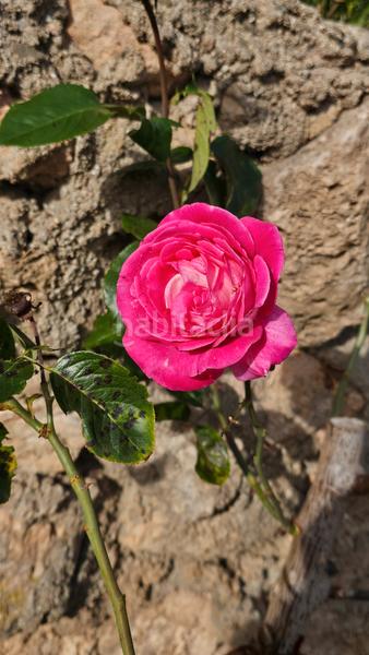 Foto c382910a-7cd0-4141-ba17-1ec83524312f. Casa oportunidad gran casa en vespella de gaia en Vespella de Gaià