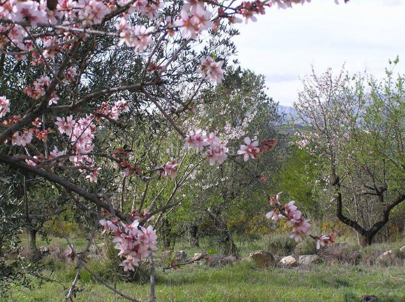 Foto 9f44719e-e4a9-4367-a15d-a22a7004f905. Propriété dans Guadalest