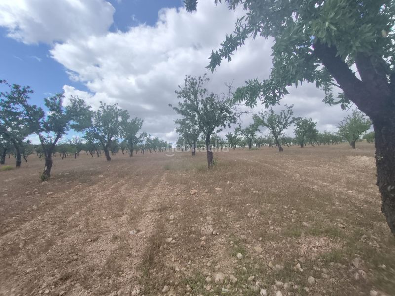 Foto 49eba493-d626-4ae2-a688-f5f6f9eb2545. Finca rústica a calle las ventas 11 a Guadix