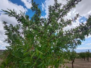 Finca rústica en Calle las ventas 11. Venta de terreno con almendros en produccion