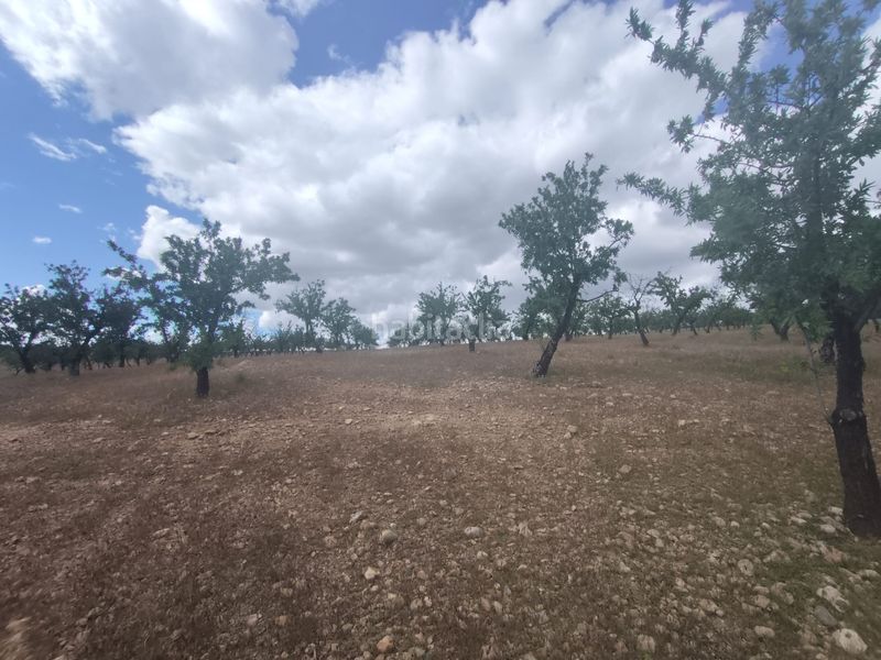 Foto c3e38161-37b3-437b-b5c7-fc7870da879c. Finca rústica a calle las ventas 11 a Guadix