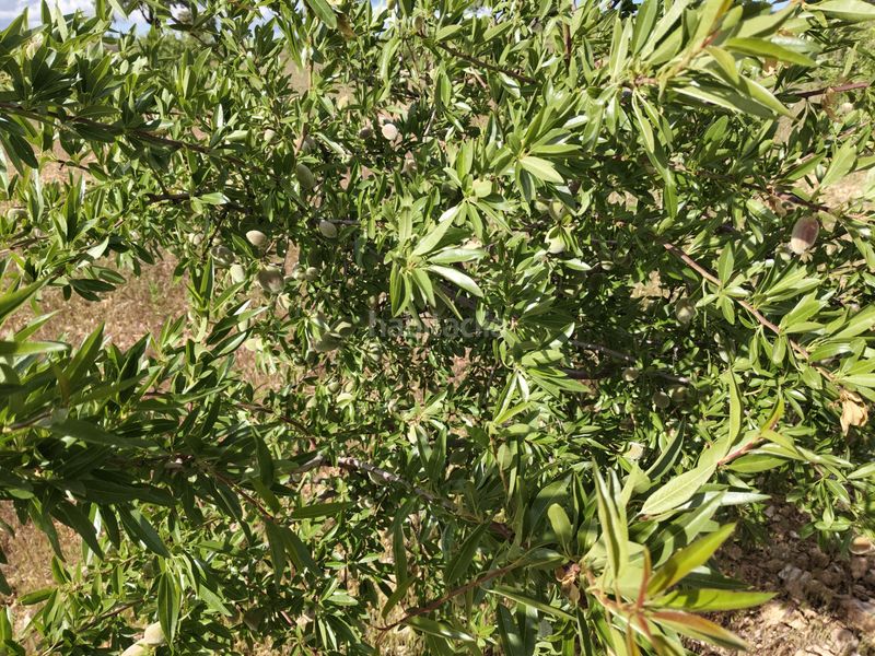 Foto 81b6c168-9406-47b9-8d59-062d0c278856. Finca rústica a Guadix