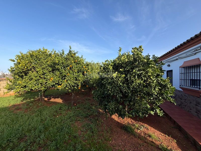 Foto 805f54a3-8c95-449a-85ca-f5823c85acbb. Chalet finca con dos viviendas en molino viejo 1.935 m2 de parcela. en Chiclana de la Frontera