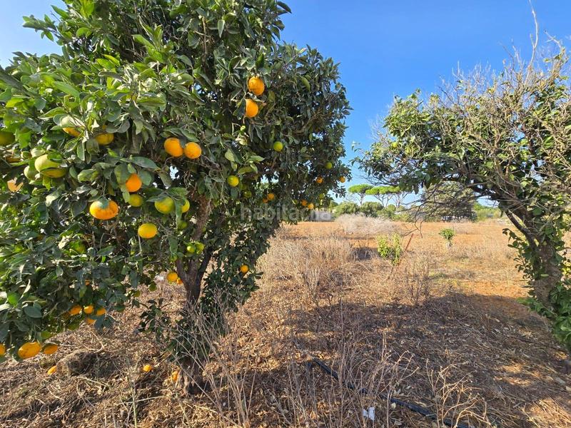 Foto 1450e6e2-86f5-4faa-9601-7e1f157de45a. Xalet amb aparcament piscina a Las Lagunas - Campano Chiclana de la Frontera