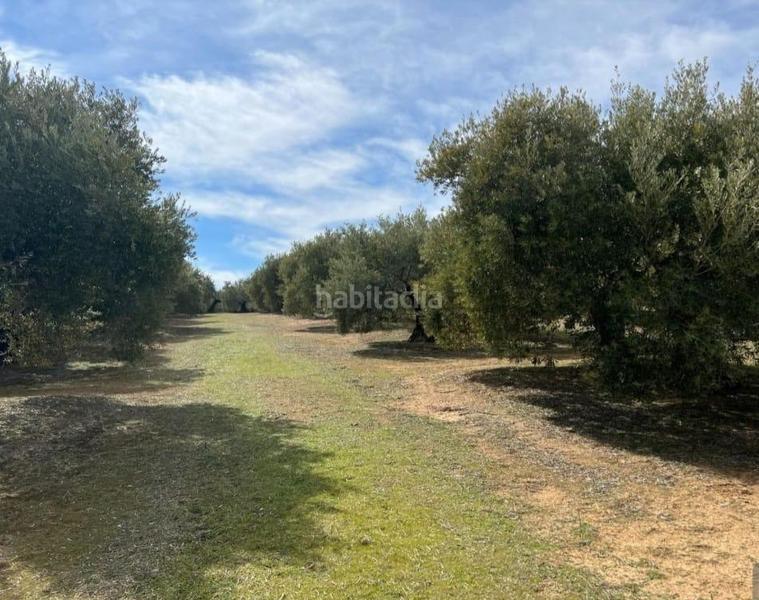 Foto 18db82cf-80f8-43f0-9a8d-4b72b1c9d37b. Terreny residencial a Úbeda