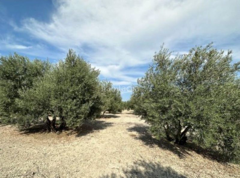 Foto cde6be04-cf48-4f27-9c06-37751005e4bd. Finca rústica a Úbeda