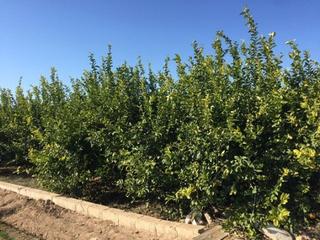 Fondo rustico in Llano de Brujas. Terreno rural  llano de brujas
