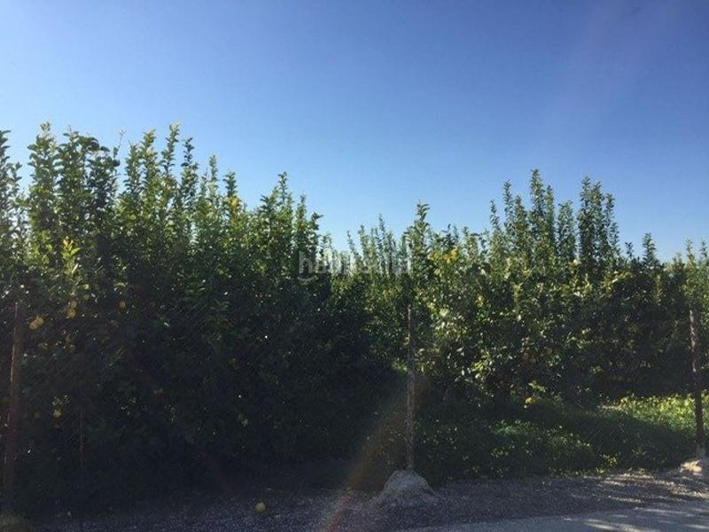 Foto b99d6fa4-3e28-46d6-83df-17b5dceda0e0. Finca rústica terreno rural Llano de Brujas en Llano de Brujas Murcia