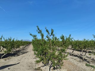 Finca rústica  Camino lebor alto. Terreno agrario  lébor, totana