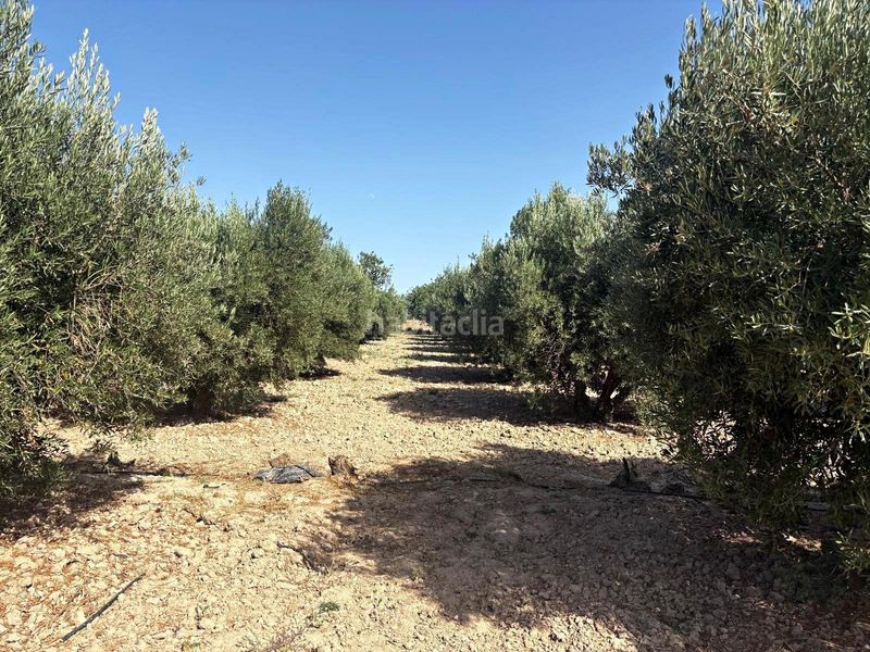 Foto 74179aa0-d9dc-48fb-b6ae-e551c263d630. Finca rústica a Totana