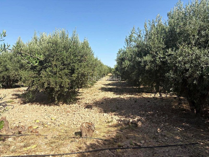 Foto ddeec964-3c55-4c67-ac53-1d5ca846156a. Finca rústica a Totana