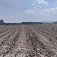 Fondo rustico  Camino viejo. Terreno rústico  lébor, totana