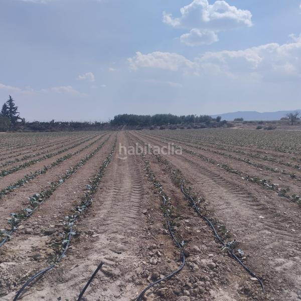 Foto d9b58193-375c-45d5-bf63-d96d8d195321. Fondo rustico in Totana