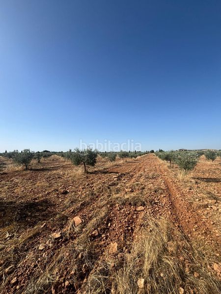 Foto 4ce17ab5-8b20-47d6-a0ee-d54b7e5ce292. Finca rústica a Valdepeñas