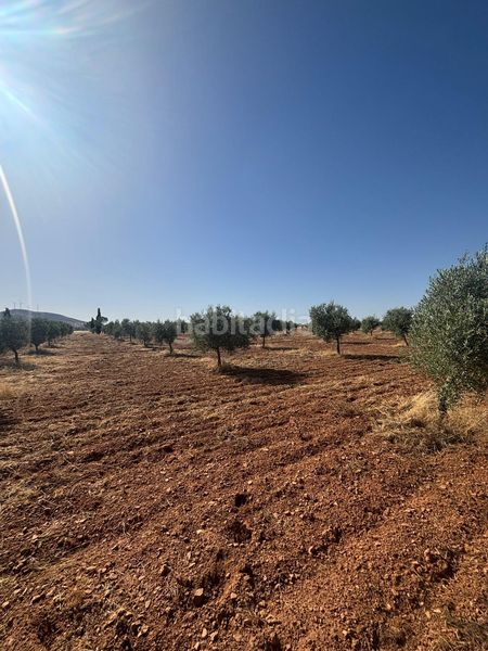 Foto 5d9a2e89-be78-46fa-b153-0a4a187c7329. Finca rústica a Valdepeñas