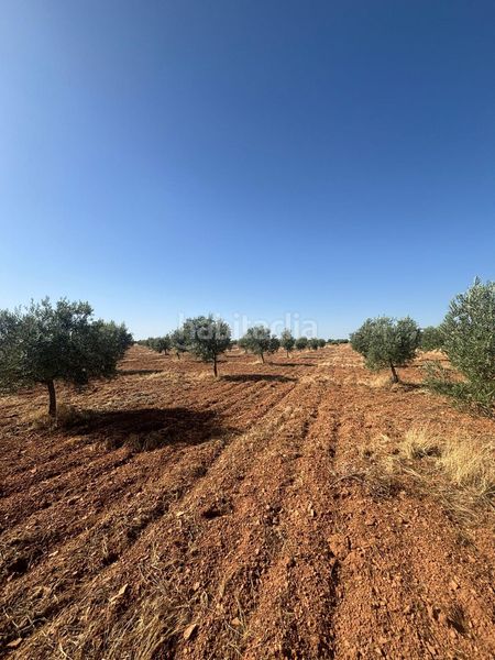 Foto b3c14dd9-afd1-4d25-b14c-ae4e4a7ec206. Finca rústica a Valdepeñas