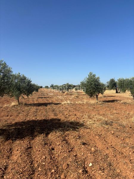 Foto cd55055d-5cae-4bae-9a06-9fd9e47ab114. Finca rústica a Valdepeñas