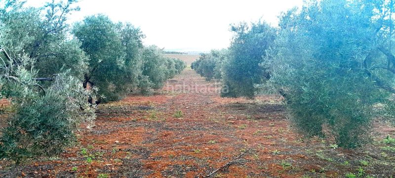 Foto 0b18d515-e467-4fa5-9ef1-27ab78a23ac8. Finca rústica a Valdepeñas