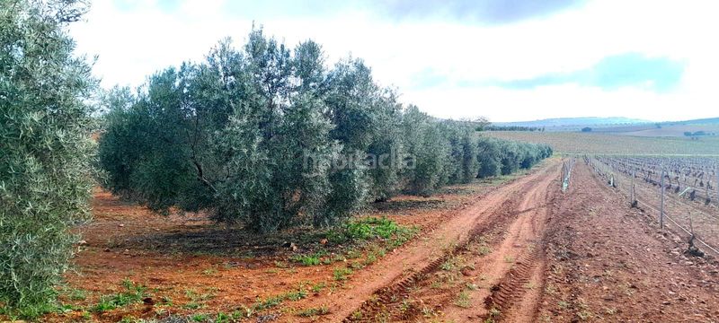 Foto 4d962816-6855-4eb7-9bd1-54008d17dde5. Finca rústica a Valdepeñas