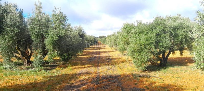 Foto a799408f-8589-420f-bc7b-1a1566c1a971. Finca rústica a Valdepeñas