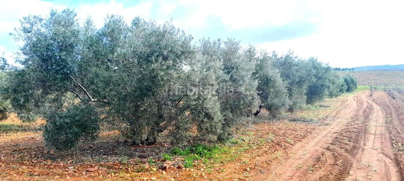 Foto a94a279b-36fc-412d-b051-c0e1b7ec1fb3. Finca rústica a Valdepeñas