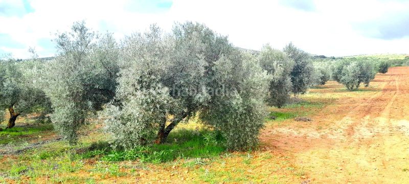 Foto f08b13a5-5da8-4b91-9599-6e8cb8209b4b. Finca rústica a Valdepeñas