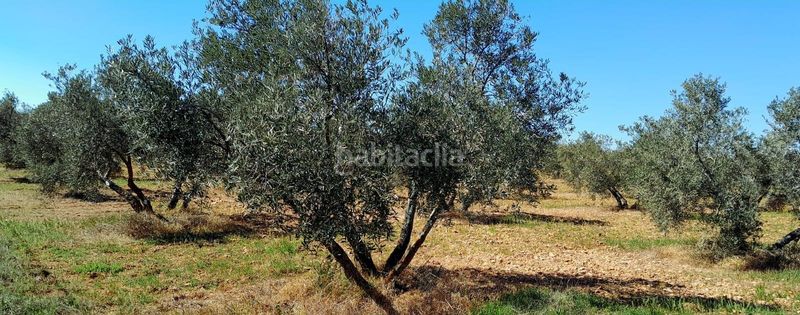 Foto 52f23bff-6e83-4924-a93e-338b8190ec88. Finca rústica a Valdepeñas