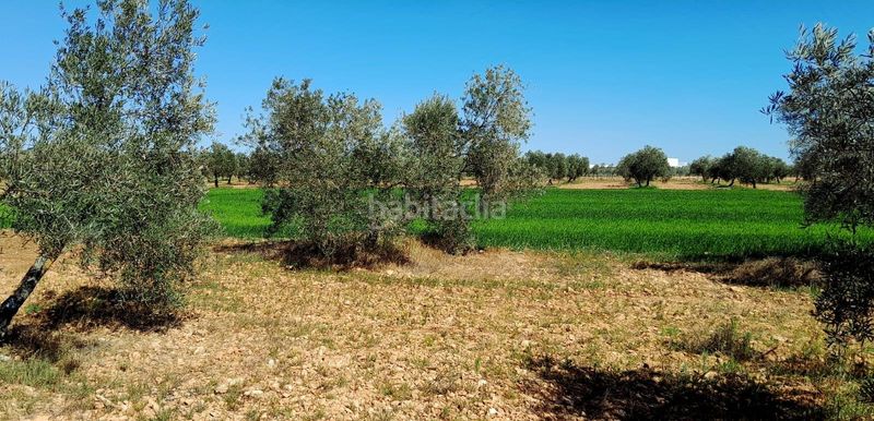 Foto a02dd2d9-d181-42ce-949e-426593fdbd3a. Finca rústica a Valdepeñas