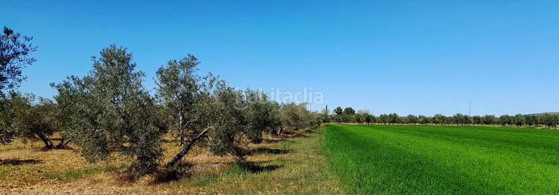 Foto b449cc24-9d16-4a3b-b05b-ad8d8bc5d73e. Finca rústica a Valdepeñas