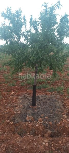 Foto 0a51c1c1-1043-4d40-b886-54eff329c33a. Finca rústica a Valdepeñas