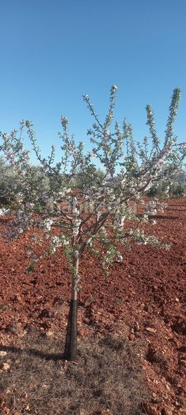 Foto 3057caff-02b2-4ade-96a1-371e49f46280. Finca rústica a Valdepeñas