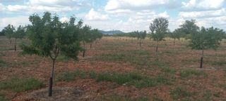 Finca rústica a Valdepeñas. Parcela rústica de gran potencial con excelente aptitud agraria.