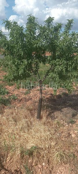 Foto b5b17faf-c8a9-4447-8a7b-340d009ff913. Finca rústica a Valdepeñas
